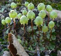 Image of Asterella palmeri (Austin) Underw.