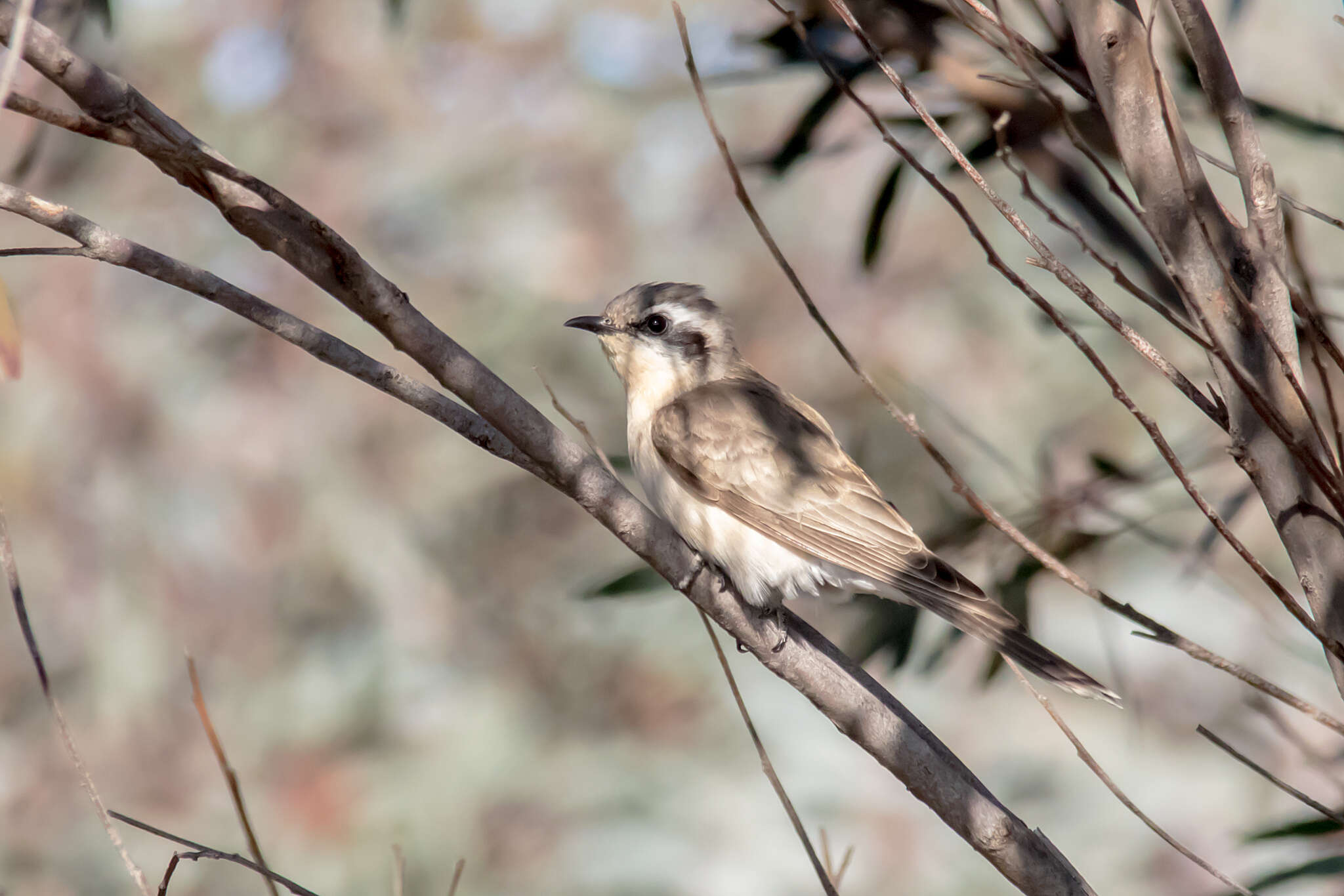 Image of Black-eared Cuckoo