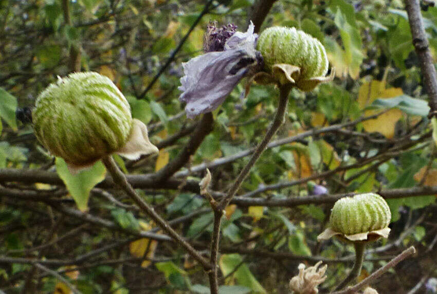 Image of Abutilon longicuspe Hochst. ex A. Rich.