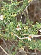 Image of Indigofera circinnata Harv.