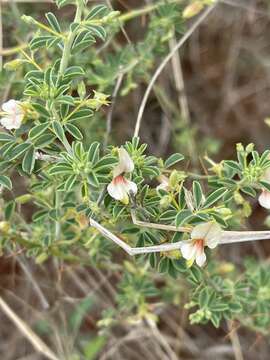 Imagem de Indigofera circinnata Harv.