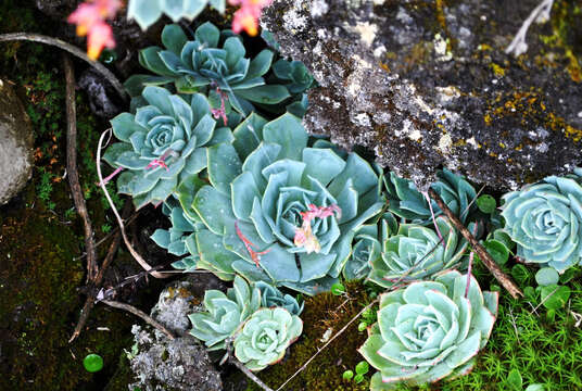 Image of hens and chicks