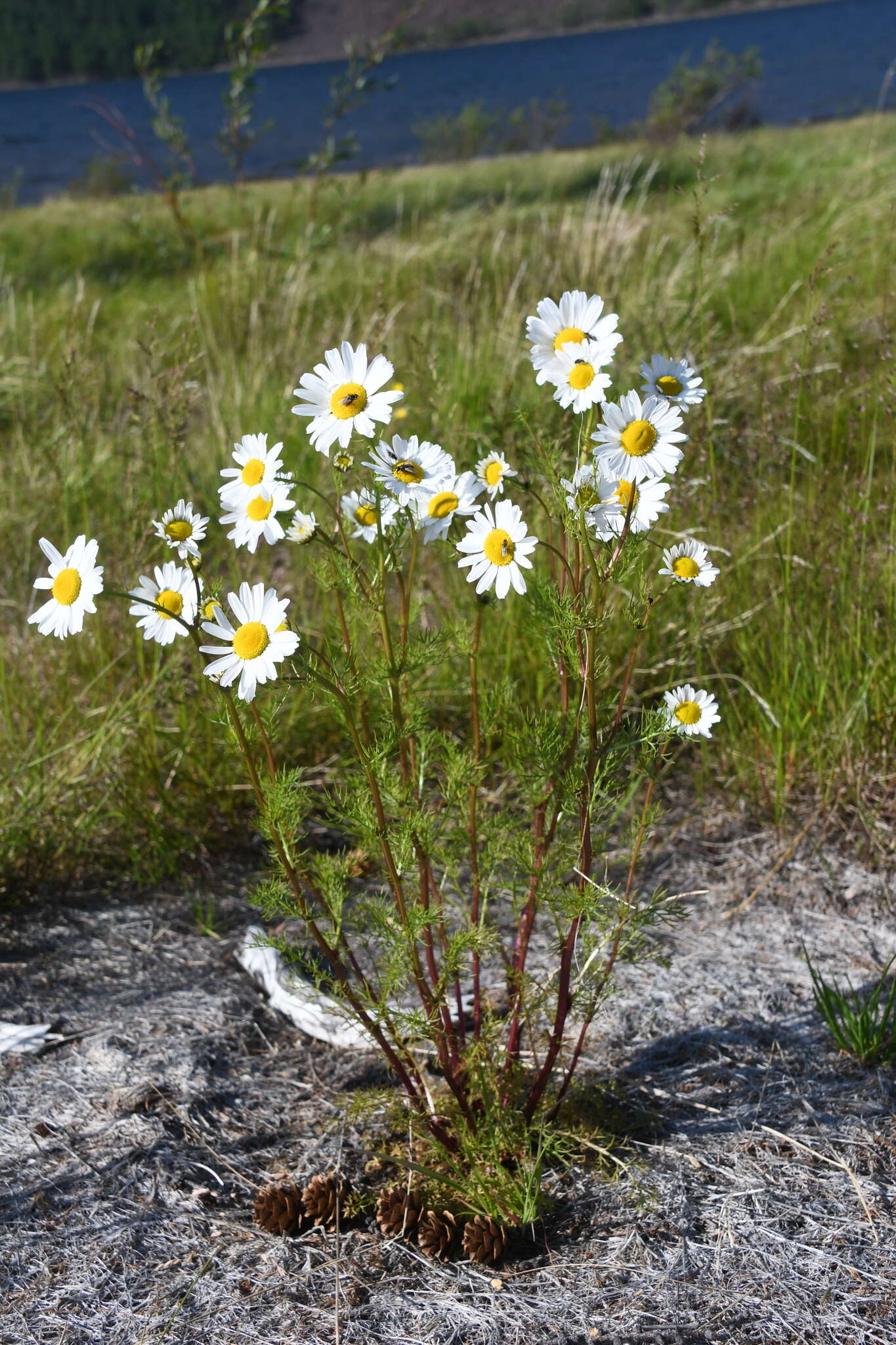 Image of Tripleurospermum subpolare Pobed.