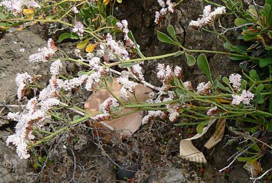 Limonium pectinatum (Ait.) Kuntze resmi