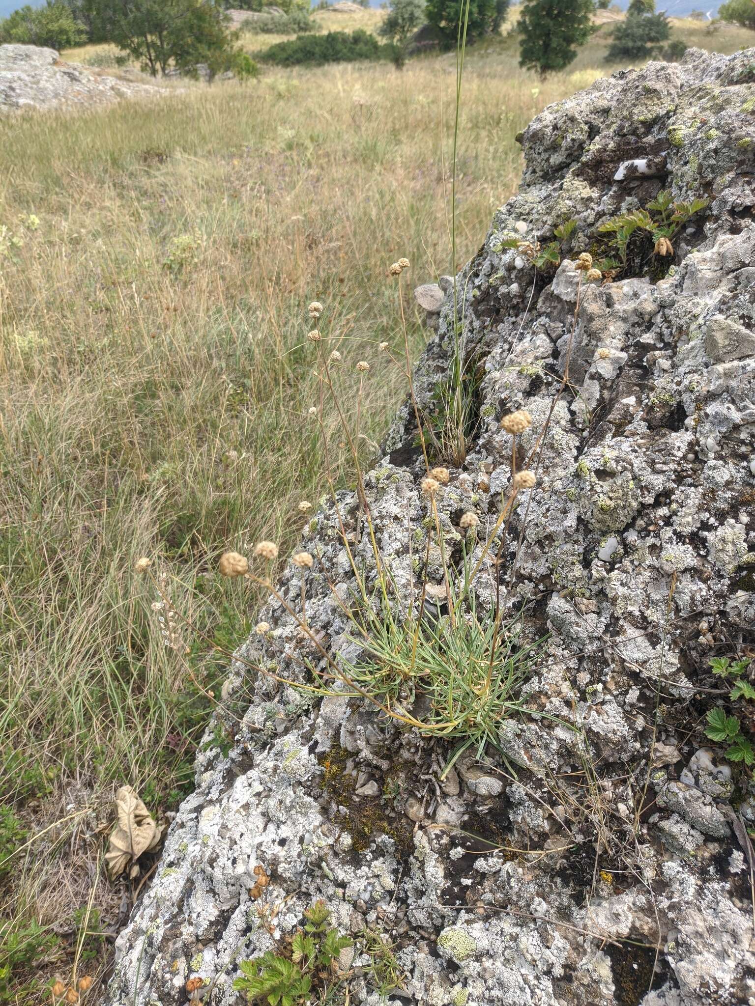 Image of Gypsophila pallasii S. S. Ikonnikov