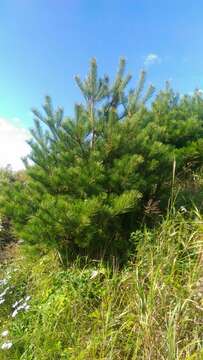 Image of Japanese Red Pine