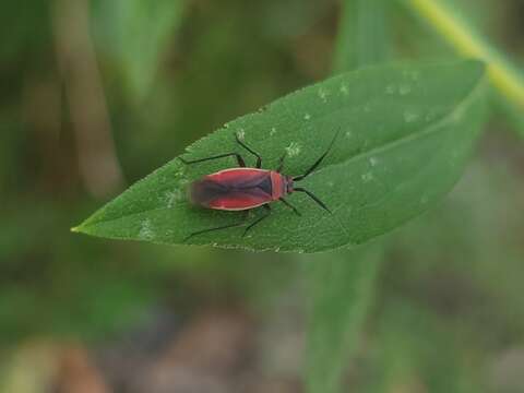 Image of Lopidea instabilis (Reuter 1909)