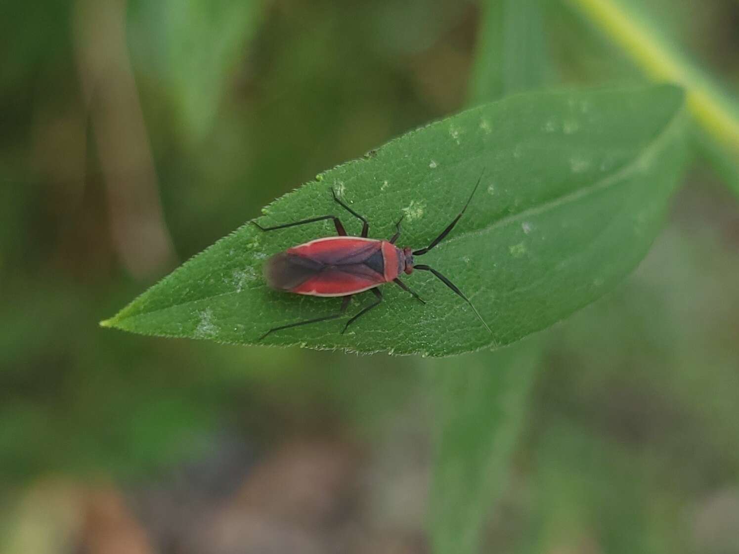 Sivun Lopidea instabilis (Reuter 1909) kuva