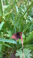 Image of Mountain Ringlet