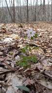 Image of Rue-Anemone