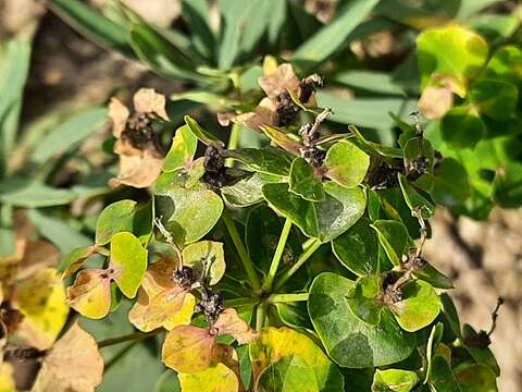 Imagem de Euphorbia iberica Boiss.