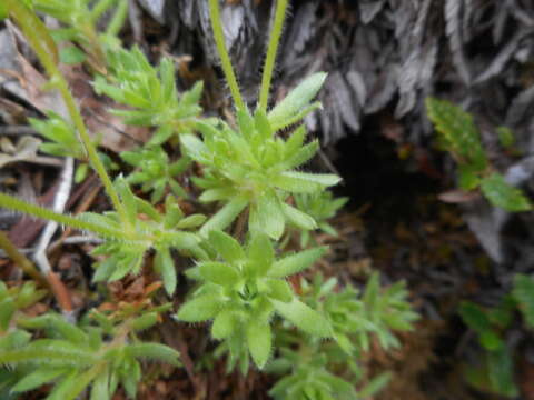 Plancia ëd Saxifraga sedoides L.