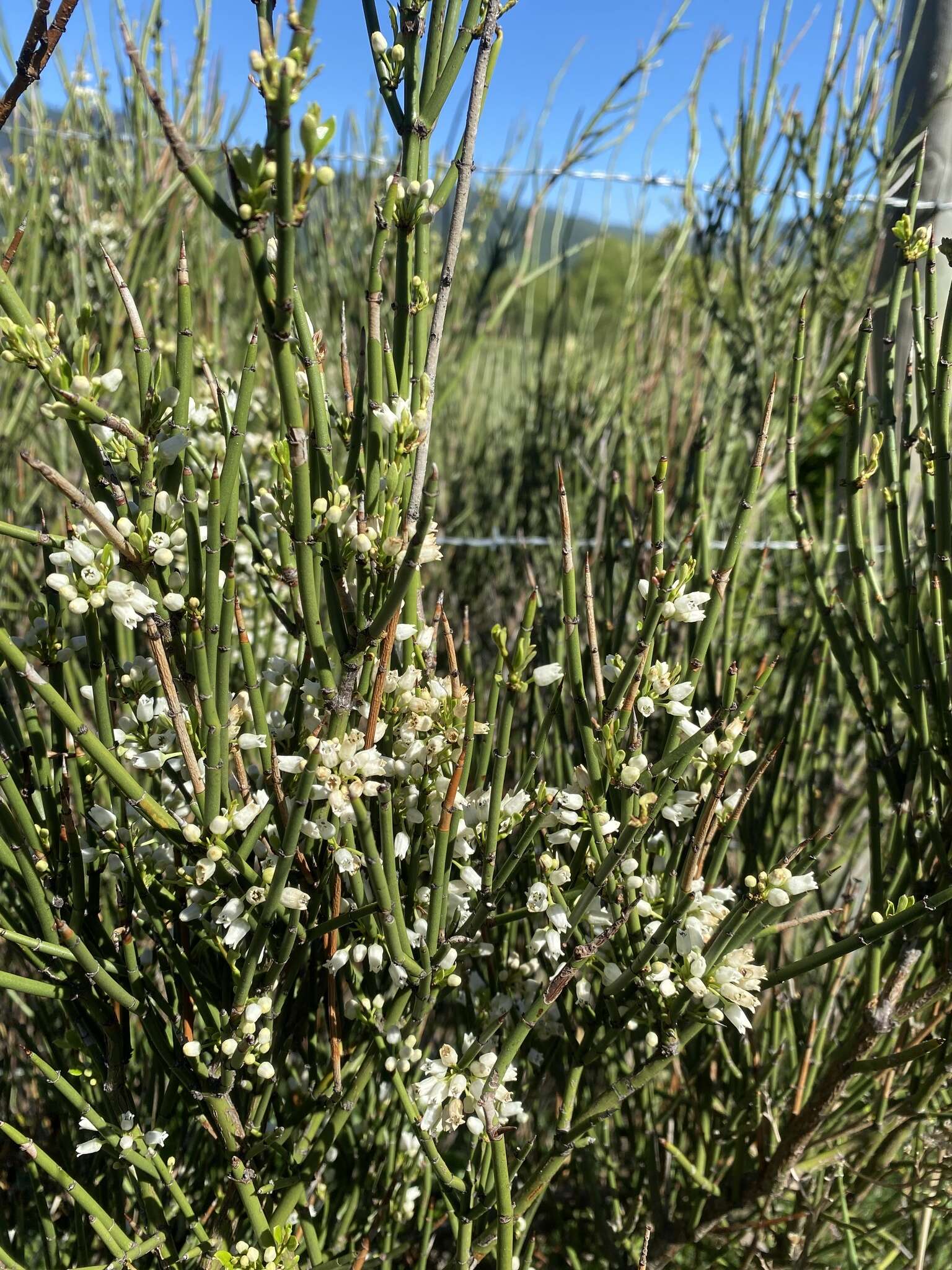 Image de Retanilla ephedra (Vent.) Brongniart