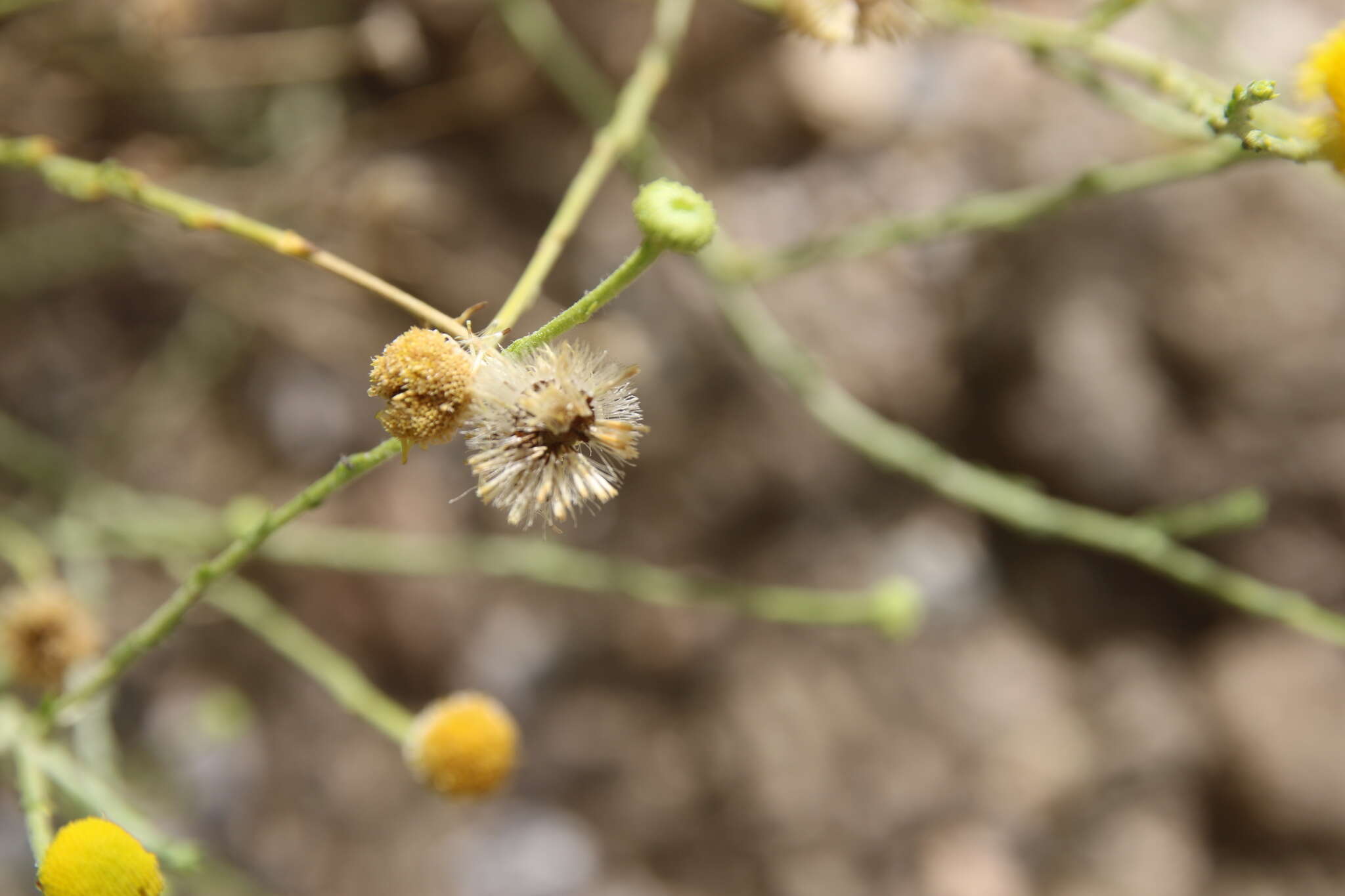 Image of Pulicaria undulata (L.) C. A. Mey.