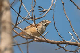 Image of Cinnamon-tailed Sparrow