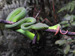 صورة <i>Trimeresurus sabahi fucatus</i>