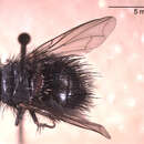 Image of Bombyliomyia soror (Williston 1886)