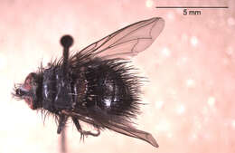 Image of Bombyliomyia soror (Williston 1886)