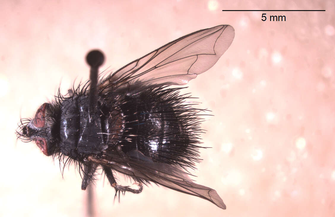 Image of Bombyliomyia soror (Williston 1886)