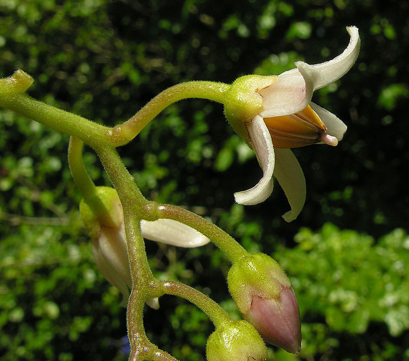 Solanum betaceum (rights holder: Dick Culbert)