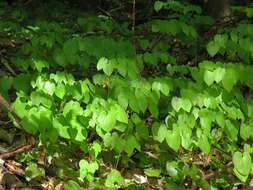 Image of Epimedium alpinum L.