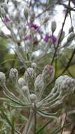 Image of woolly ironweed