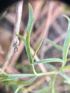 Image of Geyer's biscuitroot