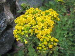 Image de Senecio variifolius DC.