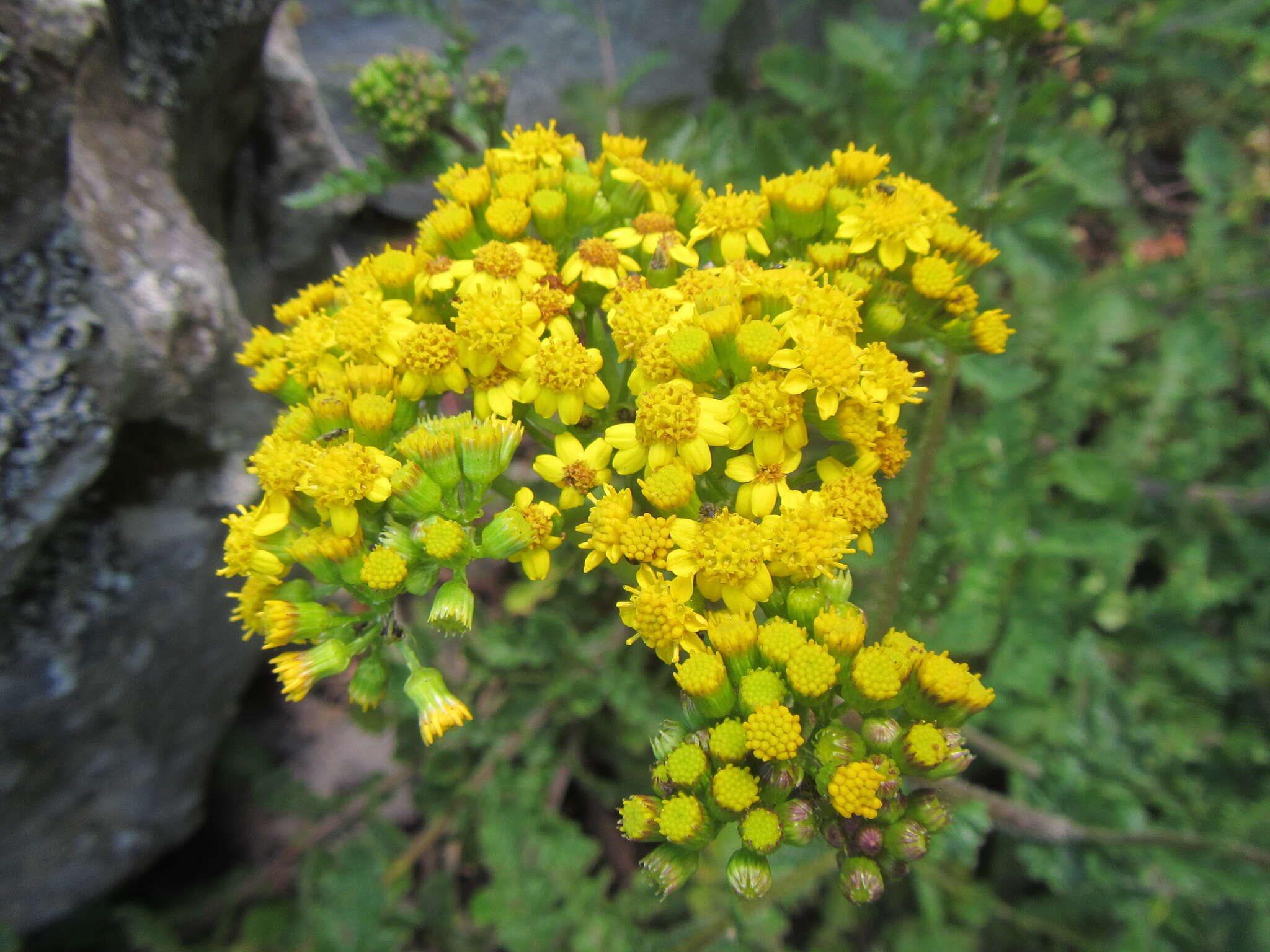 Image de Senecio variifolius DC.