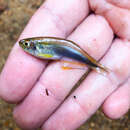 Image of Blue tetra