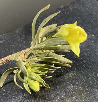 Image of Eremophila miniata C. A. Gardner