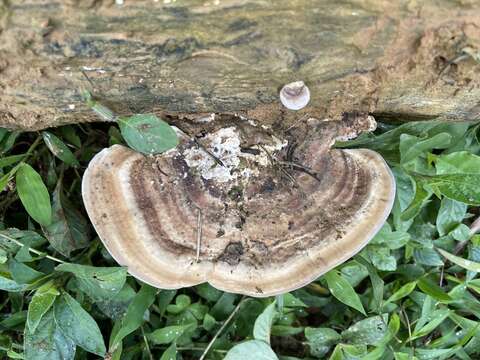 Image of Trametes orientalis (Yasuda) Imazeki 1943