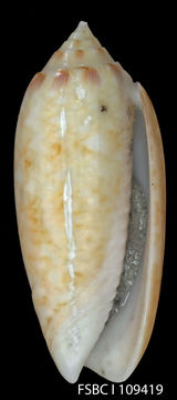 Image of <i>Oliva fulgurator</i> (Röding 1798)