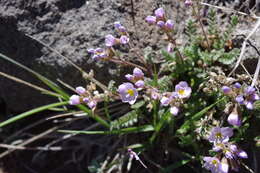 Image de Polemonium pulcherrimum subsp. pulcherrimum