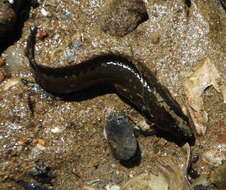 Image of Acanthoclinus