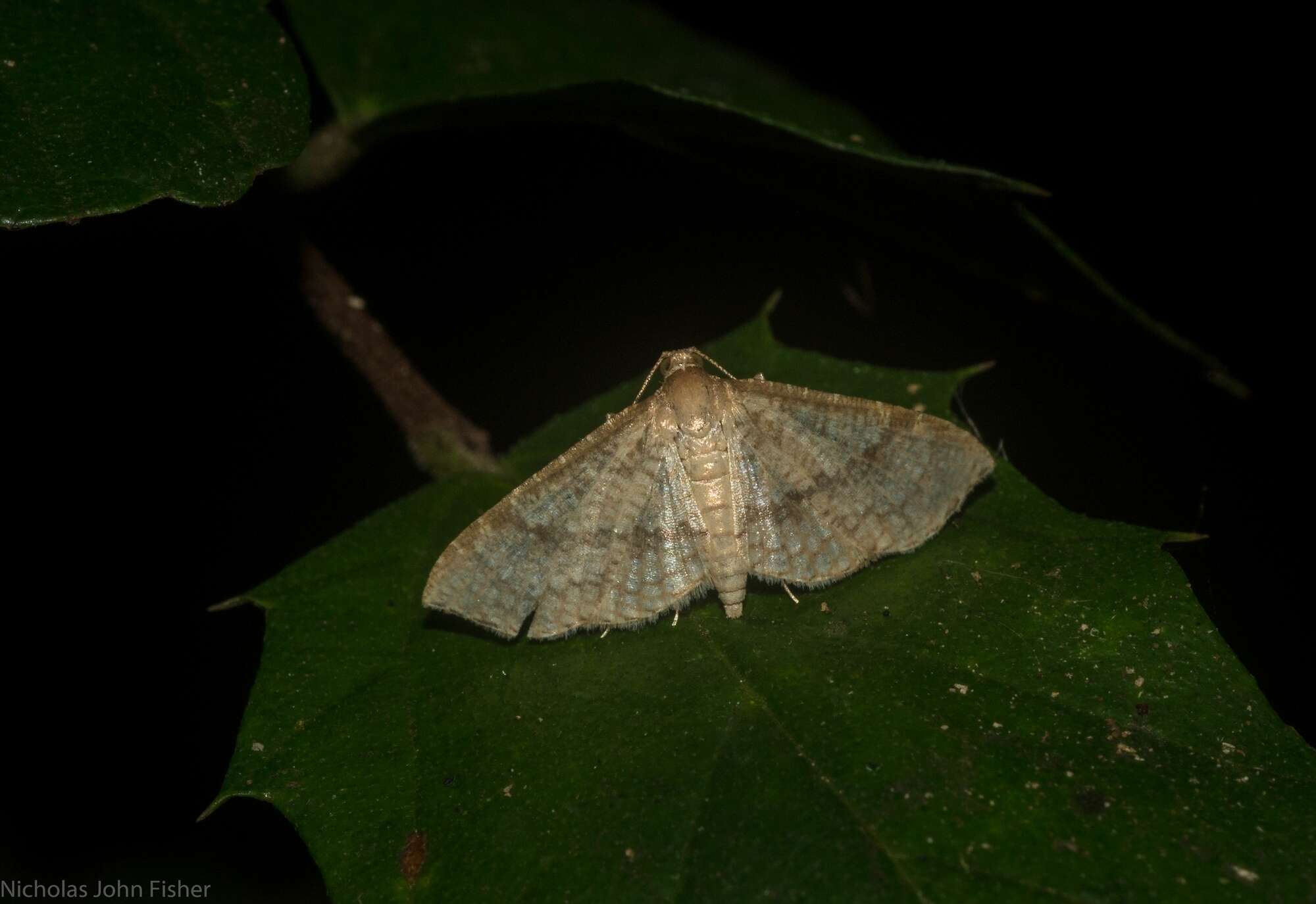 Image of Addaea subtessellata Walker 1866