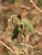 Image de Solanum campylacanthum subsp. campylacanthum