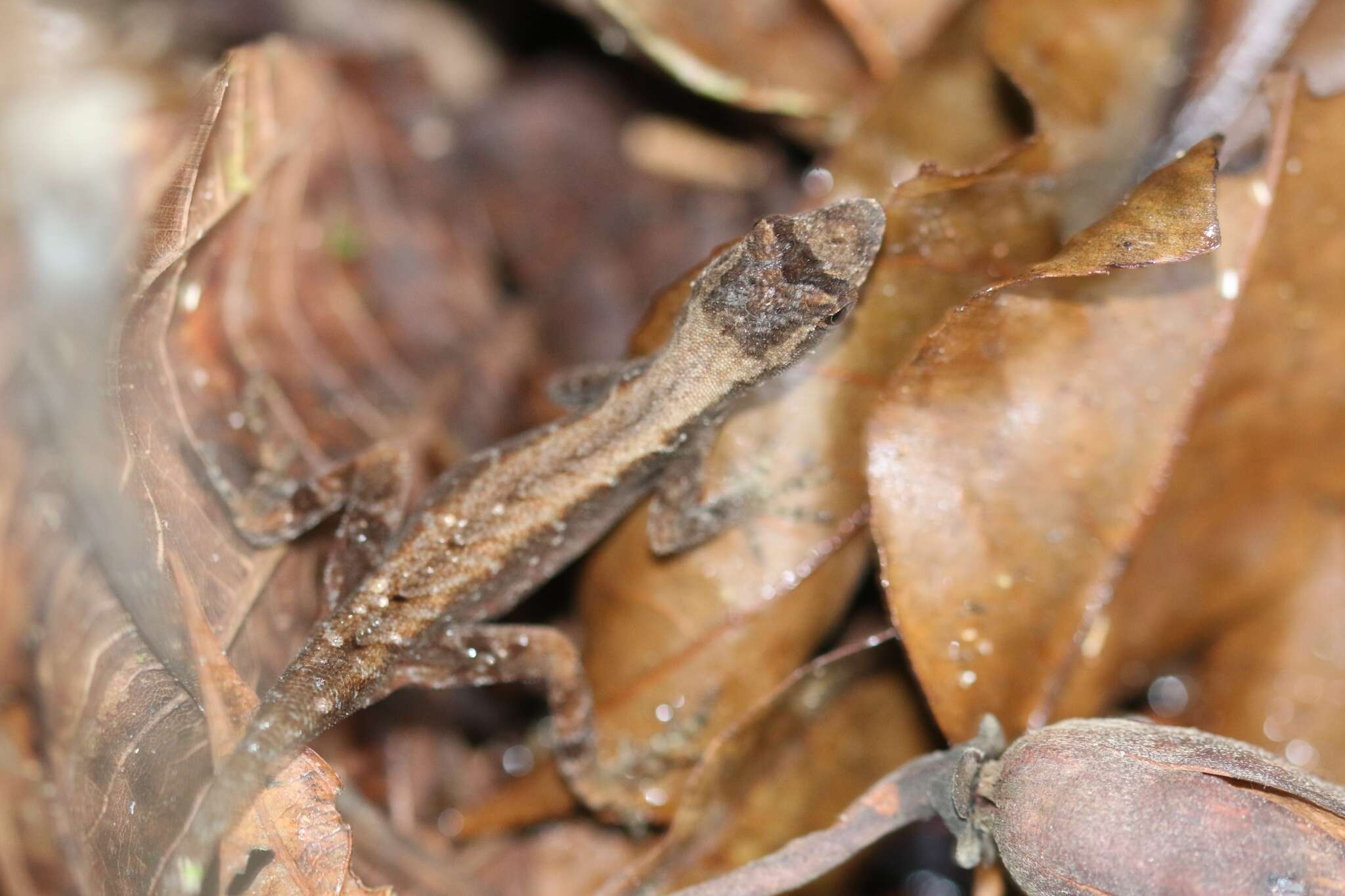 Image of Humble Anole