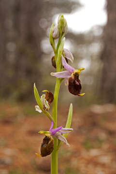 Image of Ophrys argolica subsp. crabronifera (Sebast. & Mauri) Faurh.