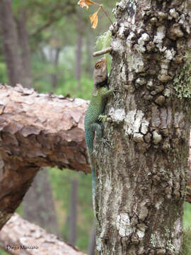 Image of Sceloporus smaragdinus Bocourt 1873