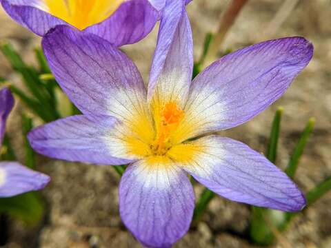 Image of Crocus nivalis Bory & Chaub.