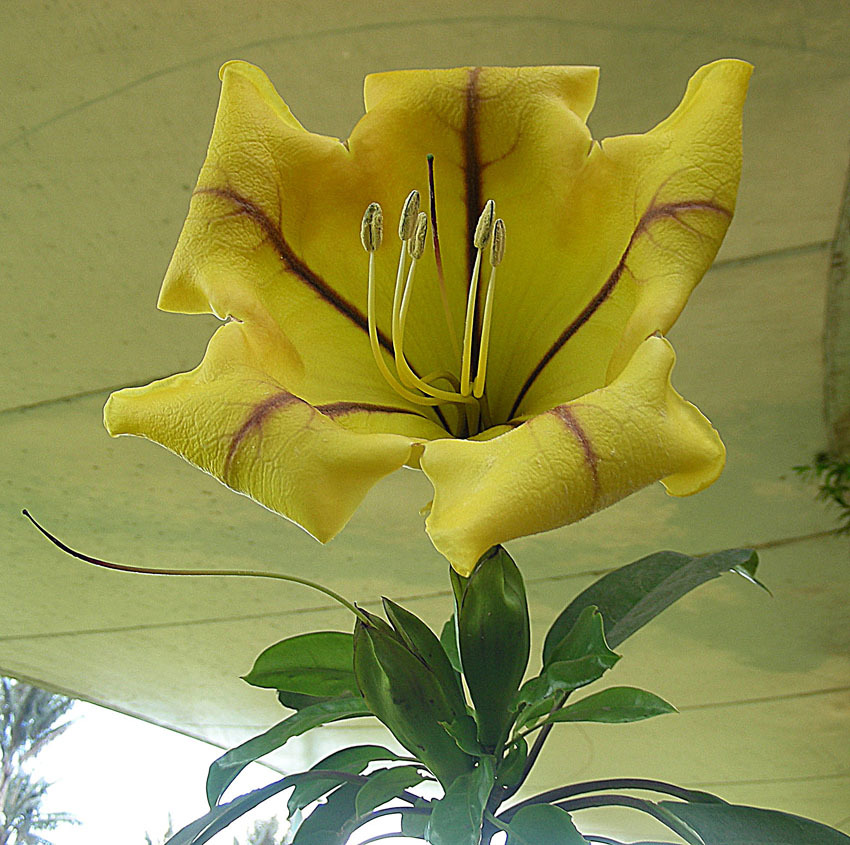 Solandra grandiflora (rights holder: Dick Culbert)