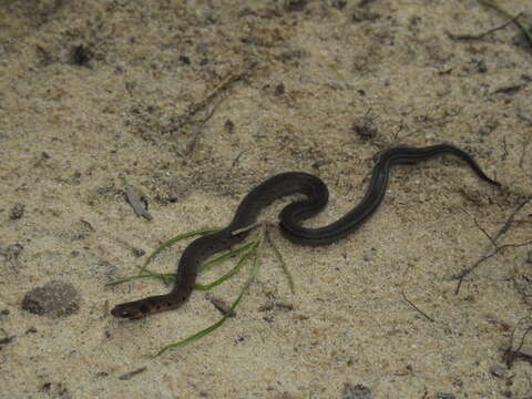 Image of Amazon Tropical Forest Snake