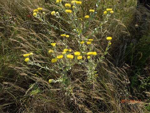 Image de Helichrysum decorum DC.