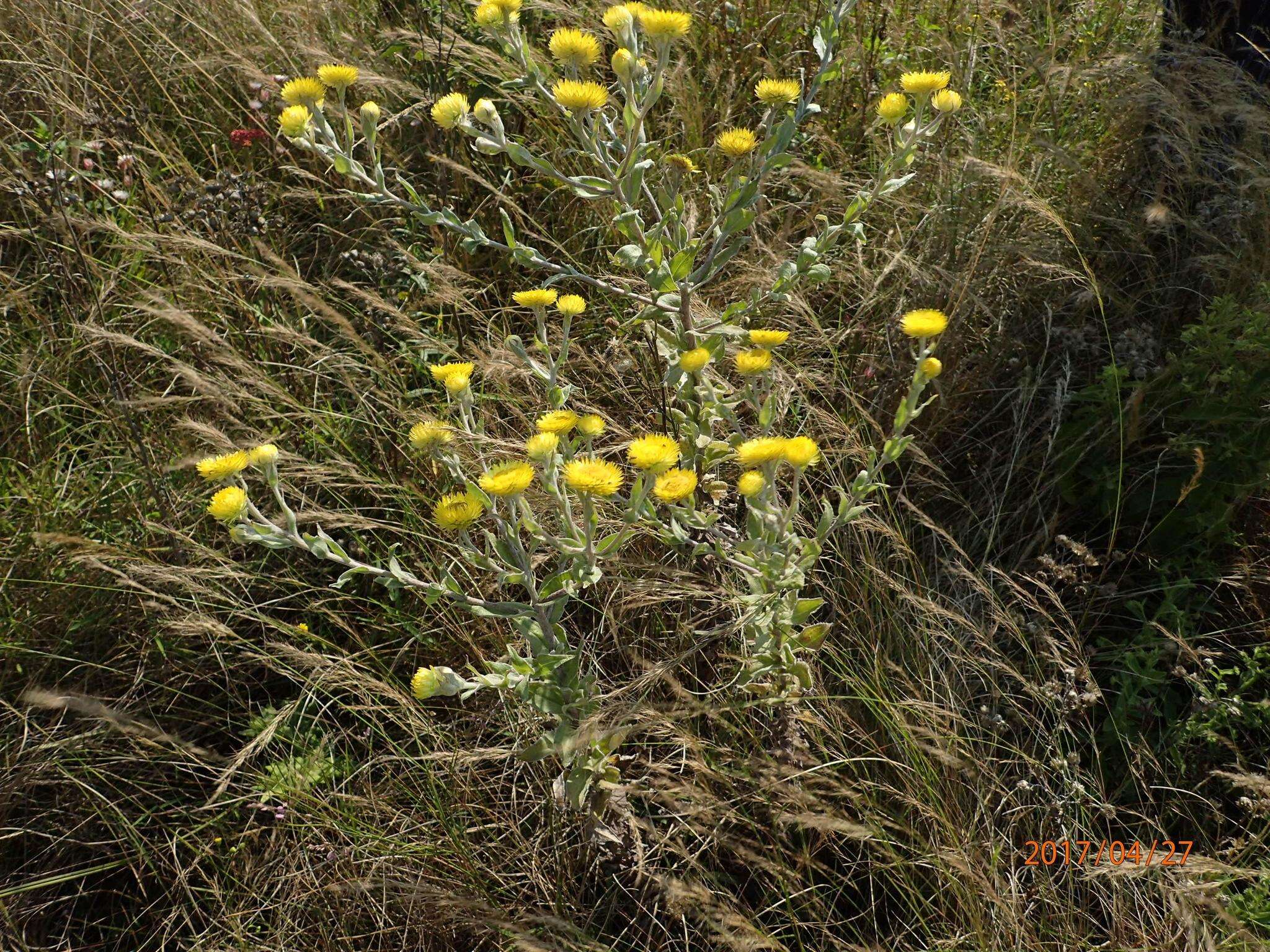 Image of Helichrysum decorum DC.