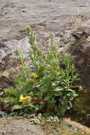 Слика од Epilobium ciliatum subsp. watsonii (Barbey) Hoch & Raven