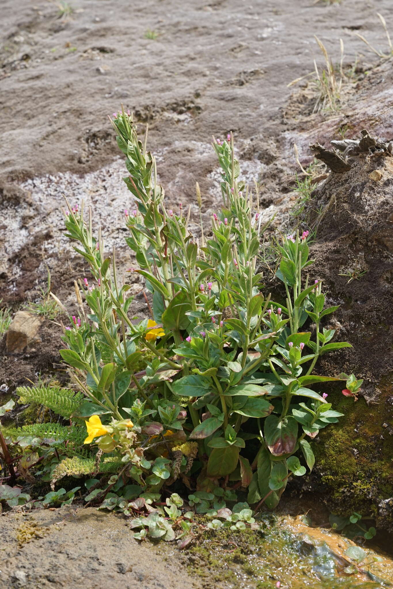 Image of fringed willowherb