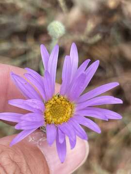 Image of fall tansyaster