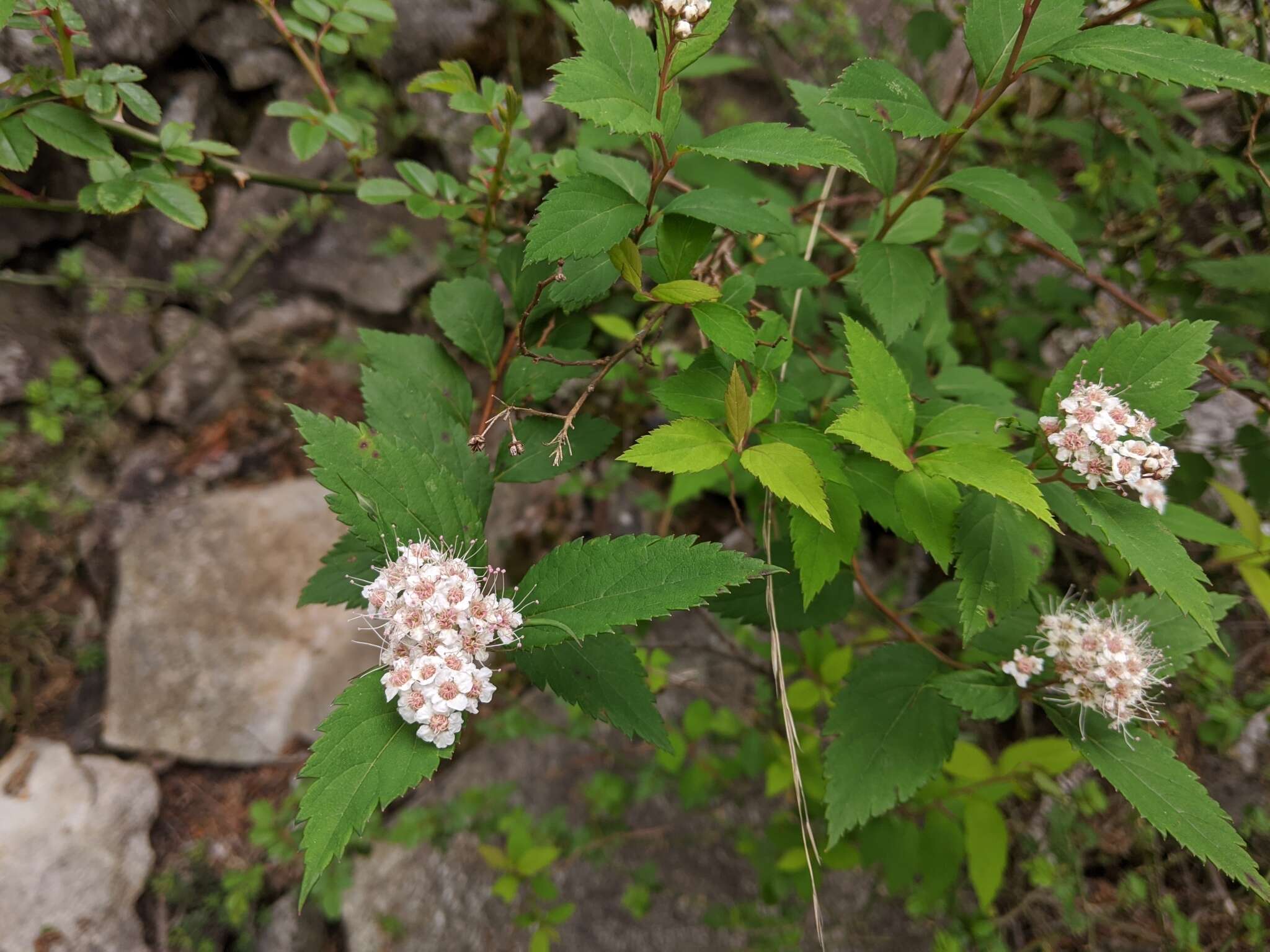 صورة Spiraea formosana Hayata