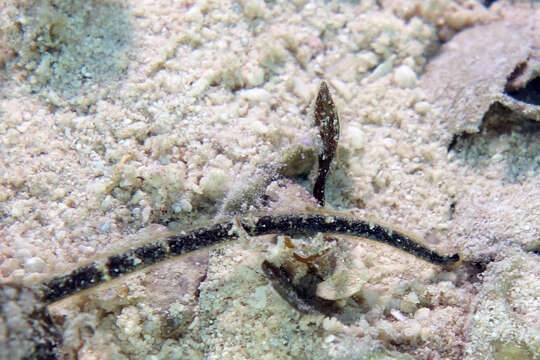 Image of Longnose pipefish